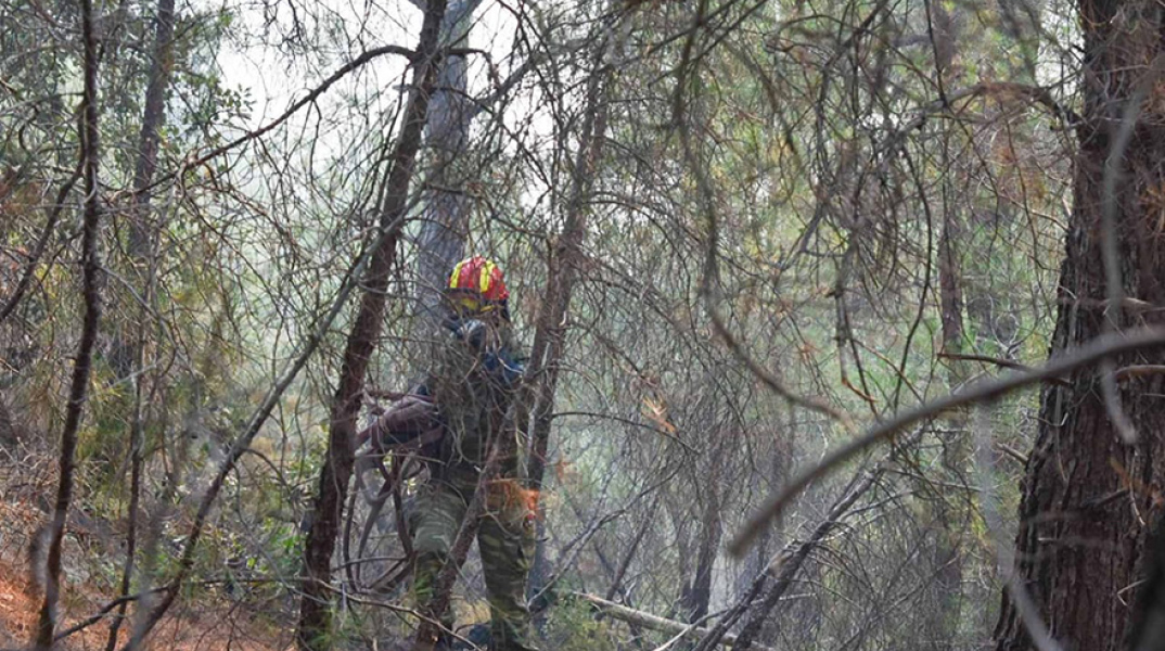 Φωτιά στο δάσος της Δαδιάς