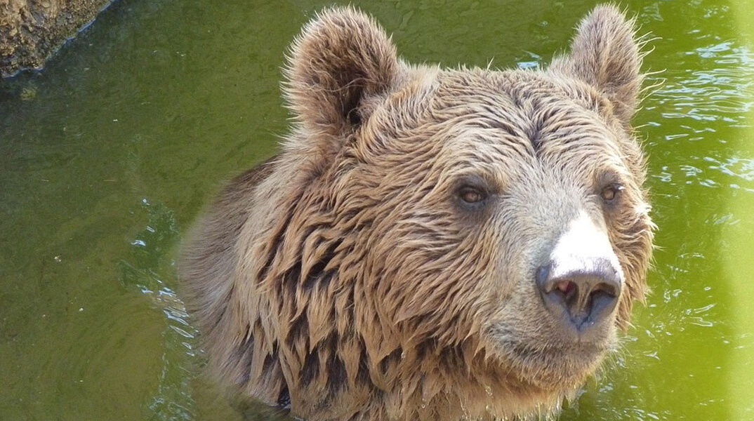 Καφέ αρκούδα προσέγγισε κατοικημένη περιοχή στην Καστοριά