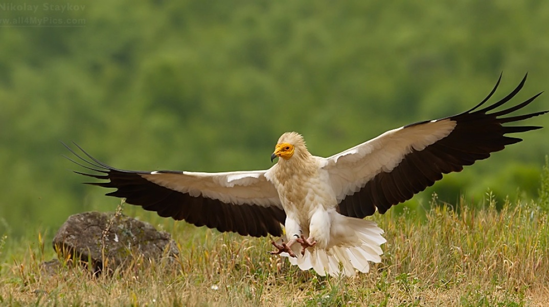 Δαδιά: Προληπτική απομάκρυνση δύο νεοσσών σπάνιου είδους γύπα	