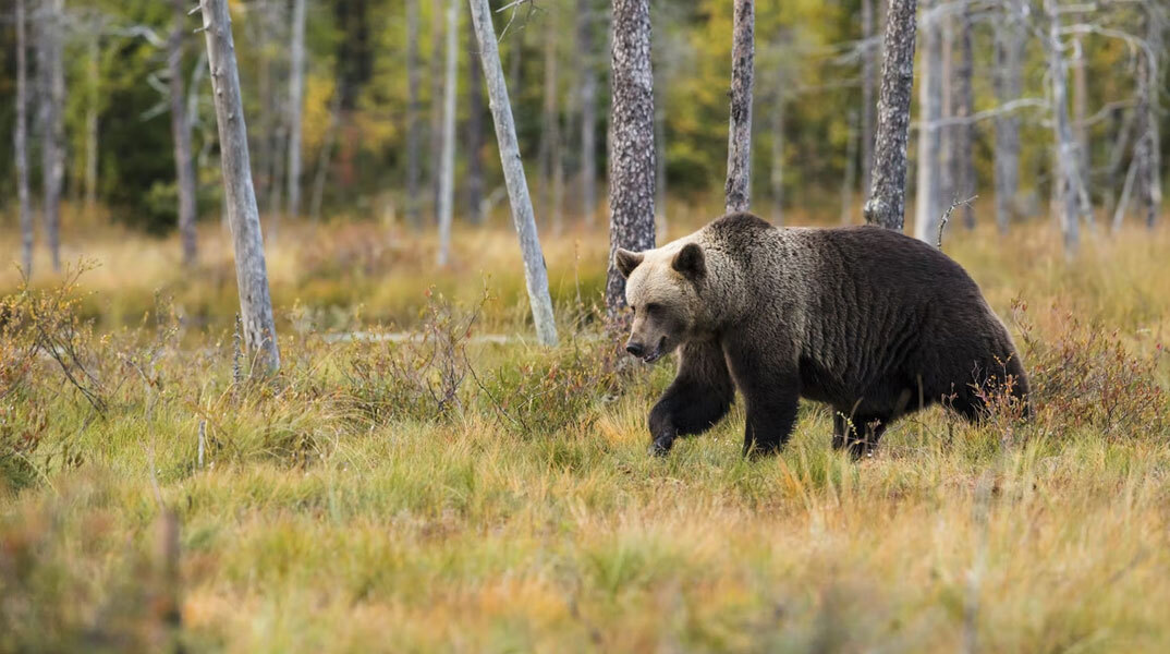 Αρκούδα σκοτώθηκε σε τροχαίο στα Γρεβενά