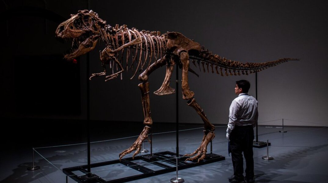 ΗΠΑ: Σκελετός δεινοσαύρου πωλήθηκε έναντι 6,1 εκατομμυρίων δολαρίων σε δημοπρασία	