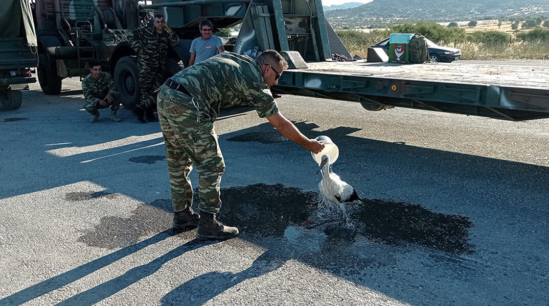 Στρατιωτικός στη Λέσβο δροσίζει με νερό πελαργό που γλίτωσε από τη φωτιά