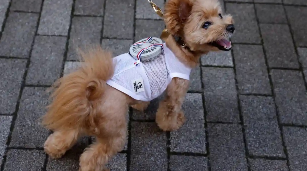  Ανεμιστήρες που φοριούνται και δροσίζουν τα κατοικίδια