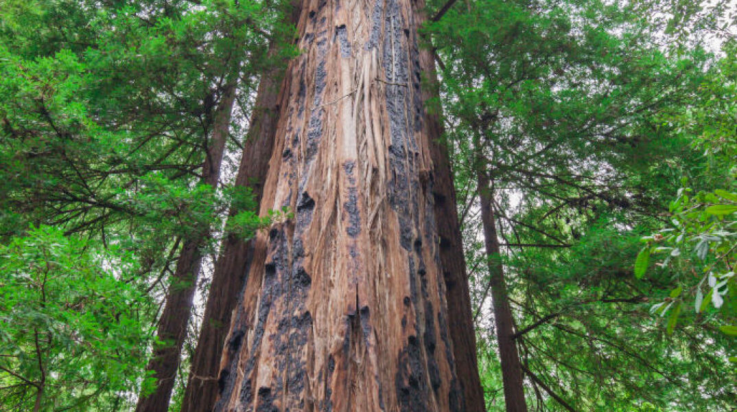  Απαγορεύτηκε η προσβαση στο ψηλότερο δέντρο στον κόσμο