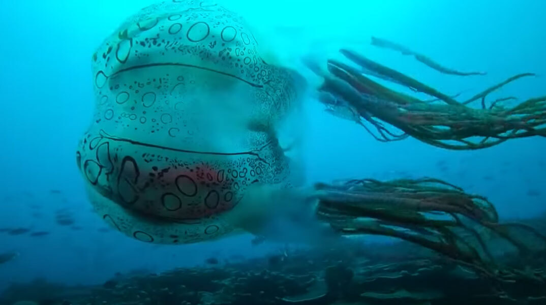 Η σπάνια μέδουσα που ανακαλύφθηκε στην Παπούα Νέα Γουινέα