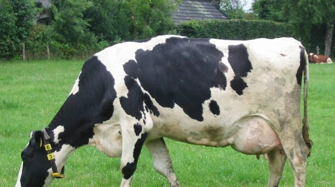 Λάρισα: Αγελάδα ποδοπάτησε άνδρα και τον “έστειλε” στο νοσοκομείο