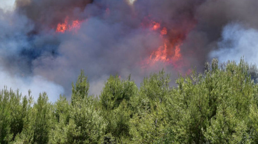 Δασική πυρκαγιά