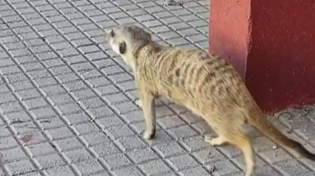 Σουρικάτα «βολτάρει» σε δημοτικό σχολείο στον Κορυδαλλό