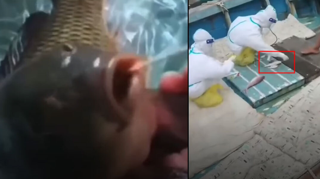 Τεστ σε ψάρια για κορωνοϊό από υγειονομικούς στην Κίνα