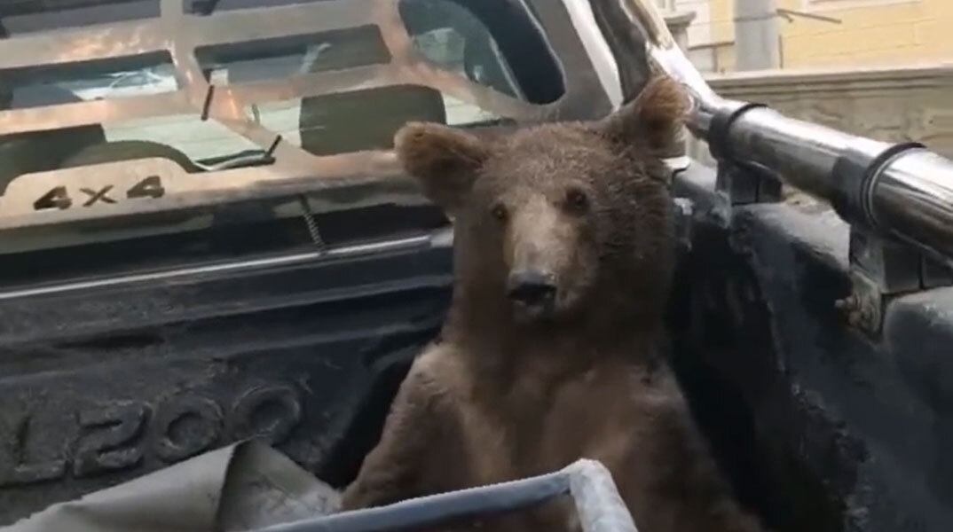 Το αρκουδάκι στην Τουρκία που έγινε viral μετά το «mad honey» που έφαγε