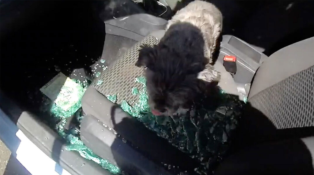 Το σκυλάκι στην Αγγλία που βρέθηκε κλειδωμένο σε αυτοκίνητο μέσα στη ζέστη