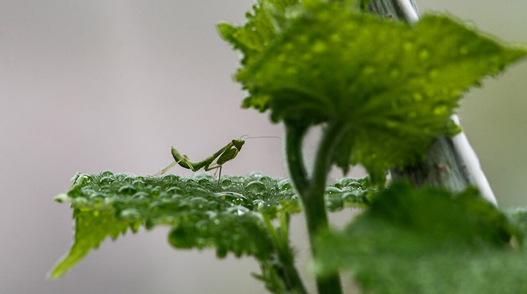 Αλογάκι της Παναγίας σε πράσινο φύλλο μετά τη βροχή