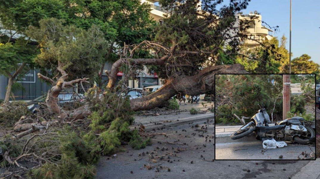 Το δέντρο στο Ηράκλειο Κρήτης που καταπλάκωσε τον οδηγό μηχανής