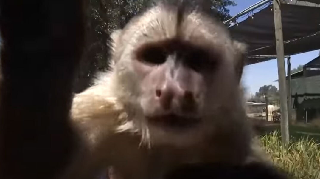 Η μαϊμού σε ζωολογικό κήπο στην Καλιφόρνια των ΗΠΑ που κάλεσε την Πυροσβεστική