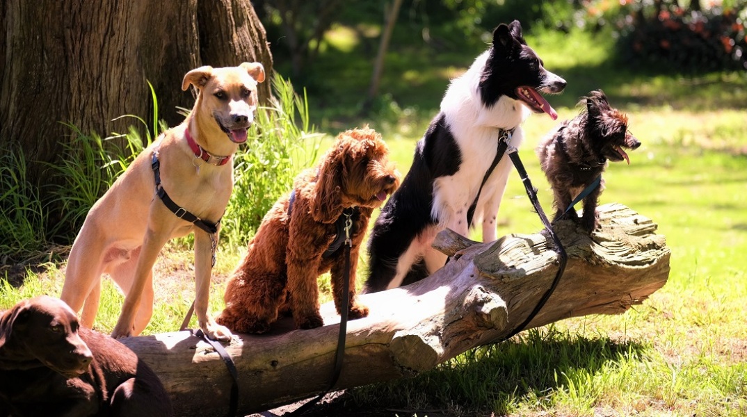 Κίνδυνος άνοιας και στους σκύλους