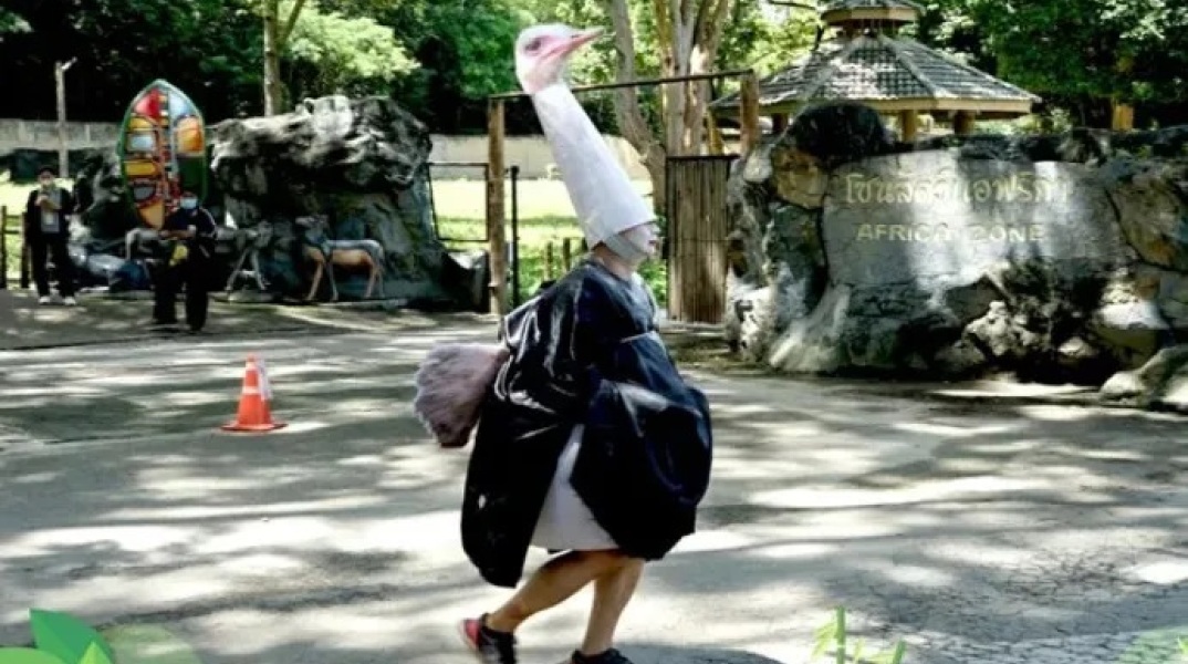 Φύλακας ζωολογικού κήπου ντύθηκε στρουθοκάμηλος και πιάστηκε με απόχη