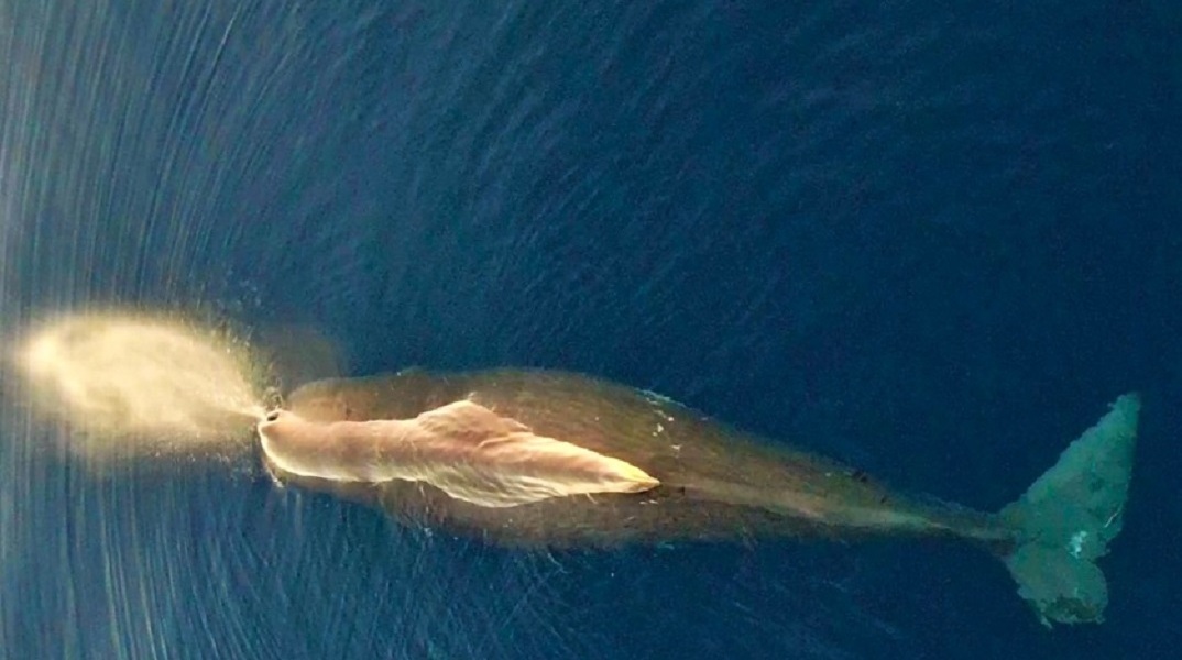 Εντυπωσιακή εικόνα από φάλαινα φυσητήρα στο Αιγαίο