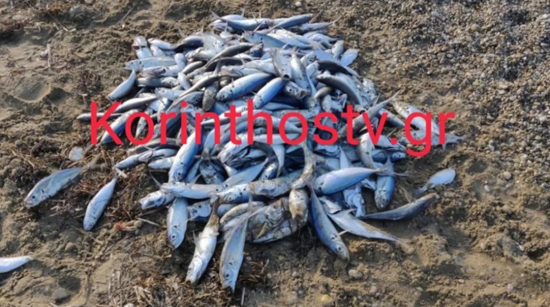 Νεκρά ψάρια ξεβράστηκαν στην παραλία στον Άσσο