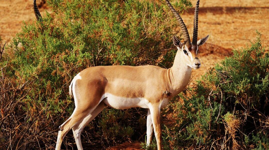 Σουηδία: Αντιλόπη σκότωσε εργαζόμενο σε ζωολογικό πάρκο