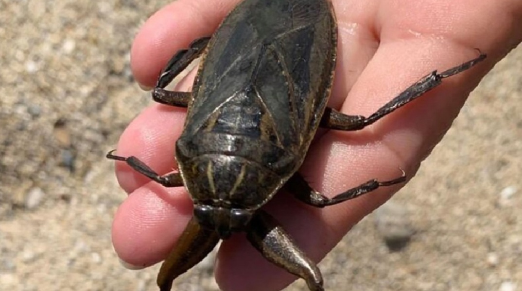 Λιθόκερος: Εμφανίστηκε στην Χαλκιδική το μεγαλύτερο υδρόβιο έντομο της Ευρώπης