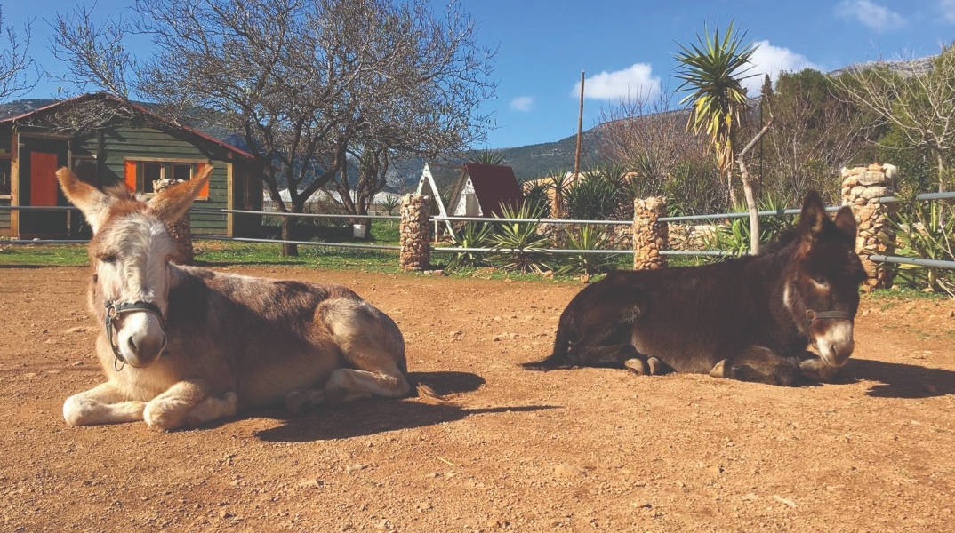 Γαϊδουράκια