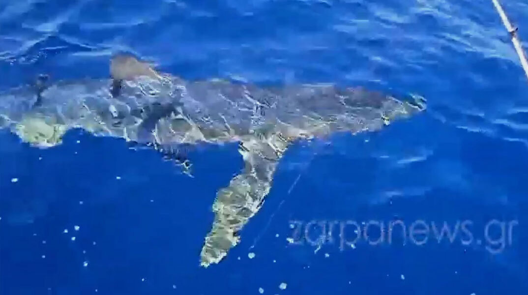 Γαλάζιος καρχαρίας στα Κύθηρα