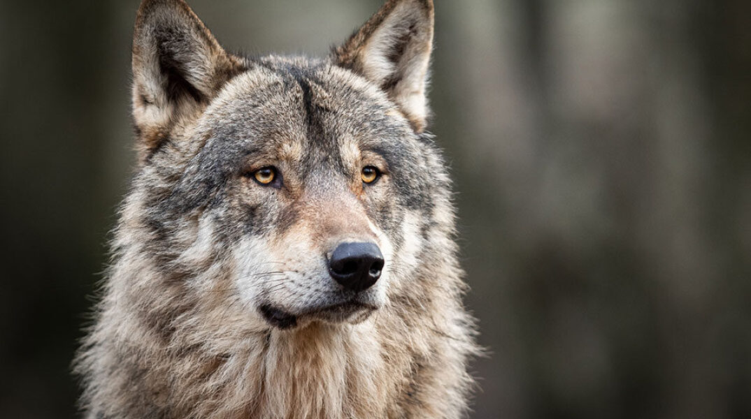 Χαλκηδόνα: Λύκος κατασπάραξε αδέσποτο σκυλί - Δείτε βίντεο