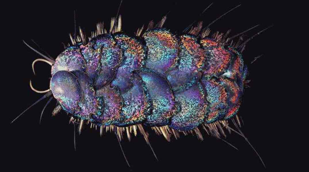 σκουλήκια θάλασσα καλιφόρνια