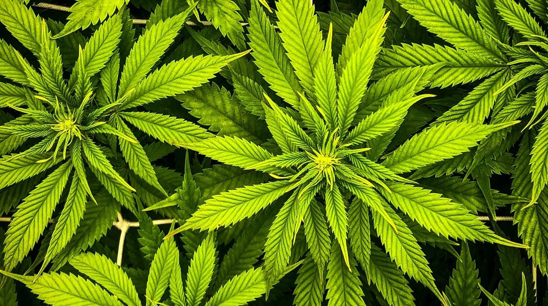 Εντοπίστηκε φυτεία κάνναβης στον Όλυμπο με πάνω από 5.000 δενδρύλια 