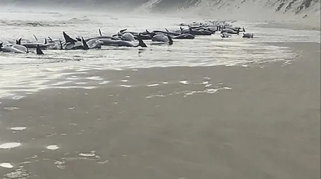 Φάλαινες - Τασμανία ©