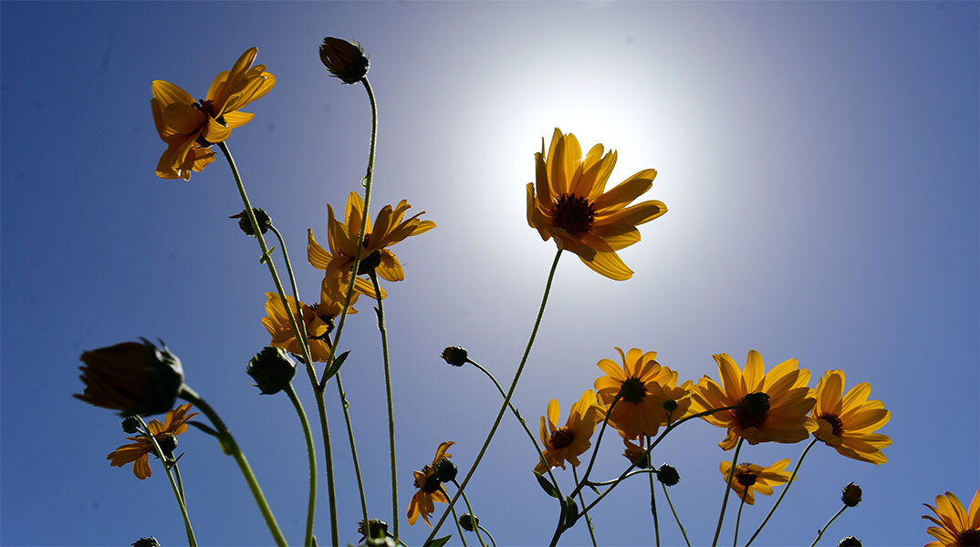 Ήλιος και λουλούδια