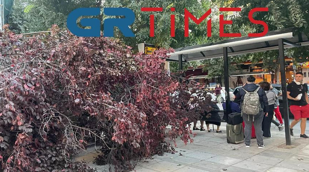 Το δέντρο που έπεσε στην Εγνατία στη Θεσσαλονίκη