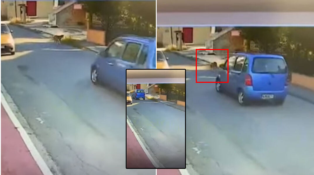 Καρέ καρέ η παράσυρση σκύλου από οδηγό αυτοκινήτου στη Θεσσαλονίκη