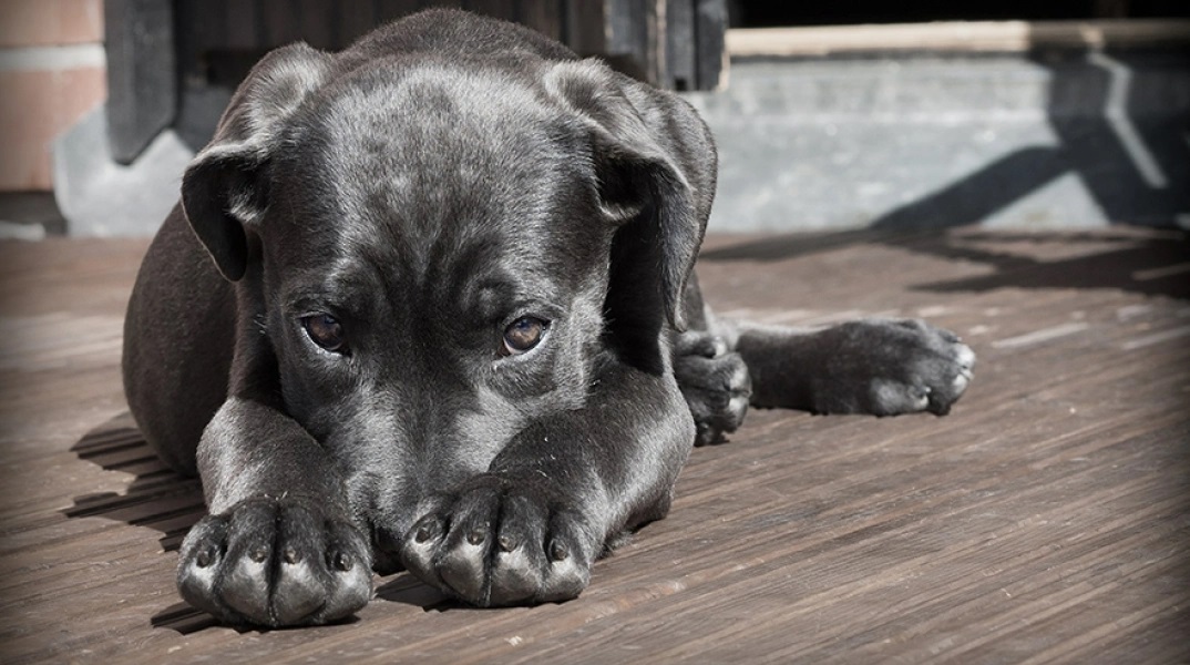 Νέα υπόθεση κακοποίησης ζώου: Βασανίζει με ηλεκτρικό κολάρο τον σκύλο του και το διασκεδάζει