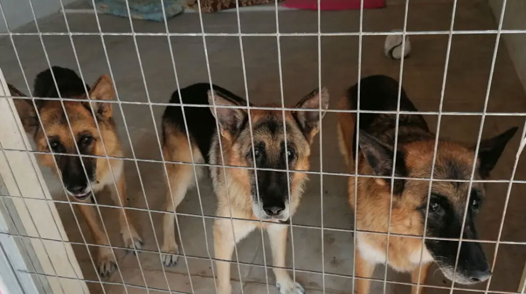 Τα τρία σκυλιά του Ξαρχάκου σε καταφύγιο ζώων  του Δήμου Αθηναίων στον Ελαιώνα