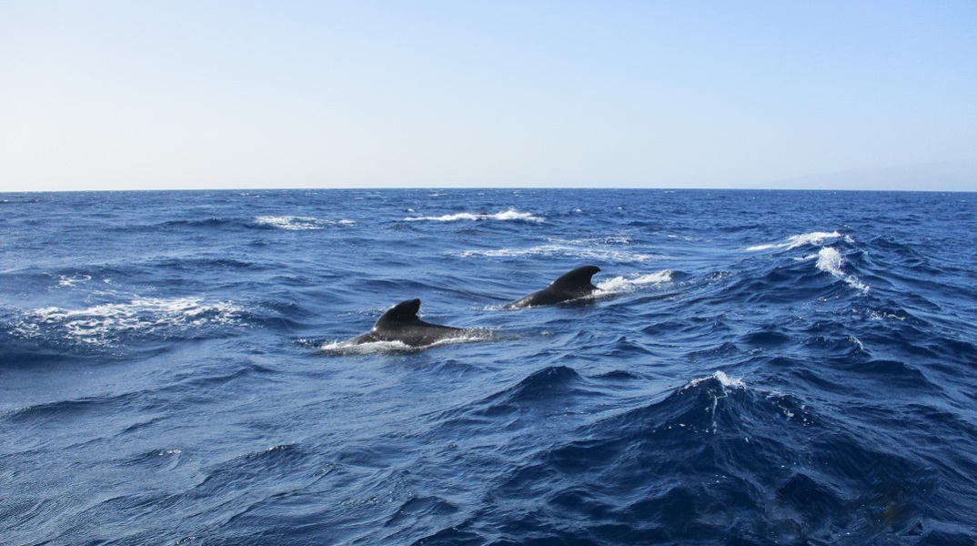 Πέθαναν και τα 240 μαυροδέλφινα που είχαν εξοκείλει στο νησί Πιτ