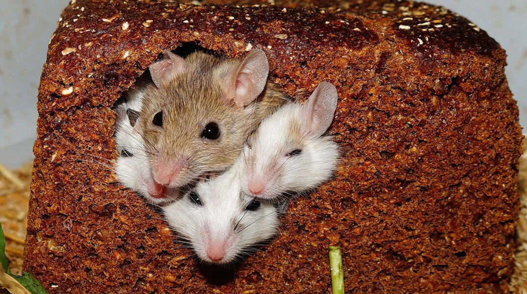 Επιστήμονες συνεχίζουν τα πειράματα σε ποντίκια