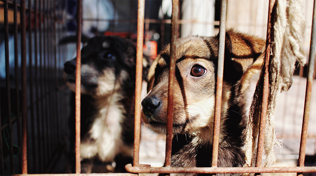 Νεκρά σκυλιά με τραύματα από σφαίρα και δέσιμο στην Καστοριά