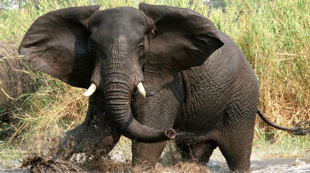 Αγριεμένος ελέφαντας σε σαβάνα της Αφρικής