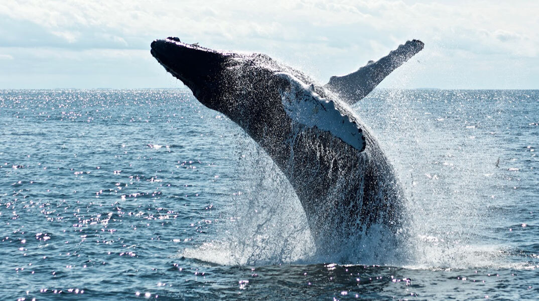 Φάλαινα πετάγεται έξω από το νερό της θάλασσας