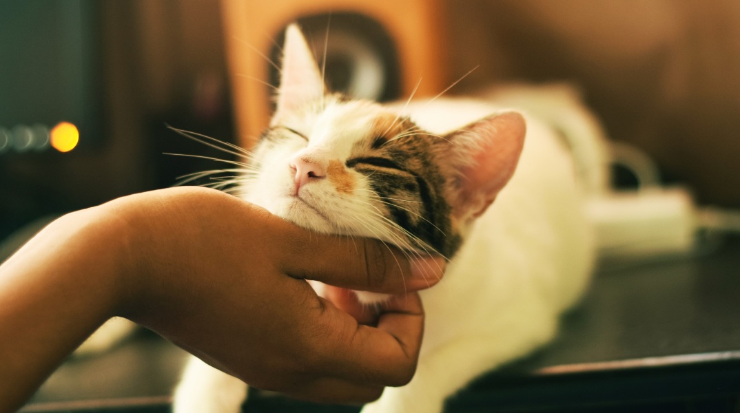 Μια νέα μελέτη για τα δημοφιλή αιλουροειδή υποστηρίζει ότι το μυστικό του αν η γάτα σας αισθάνεται δεμένη μαζί σας βρίσκεται στη συμπεριφορά της.