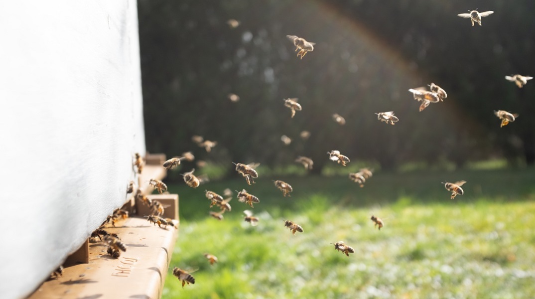 Γυναίκα στις ΗΠΑ κατηγορείται ότι επιτέθηκε σε αστυνομικούς με μέλισσες