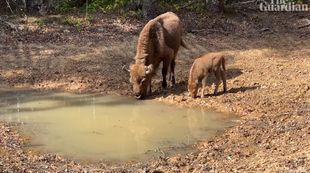 Ο πρώτος άγριος βίσονας, μαζί με τη μητέρα του, που γεννιέται στην Αγγλία