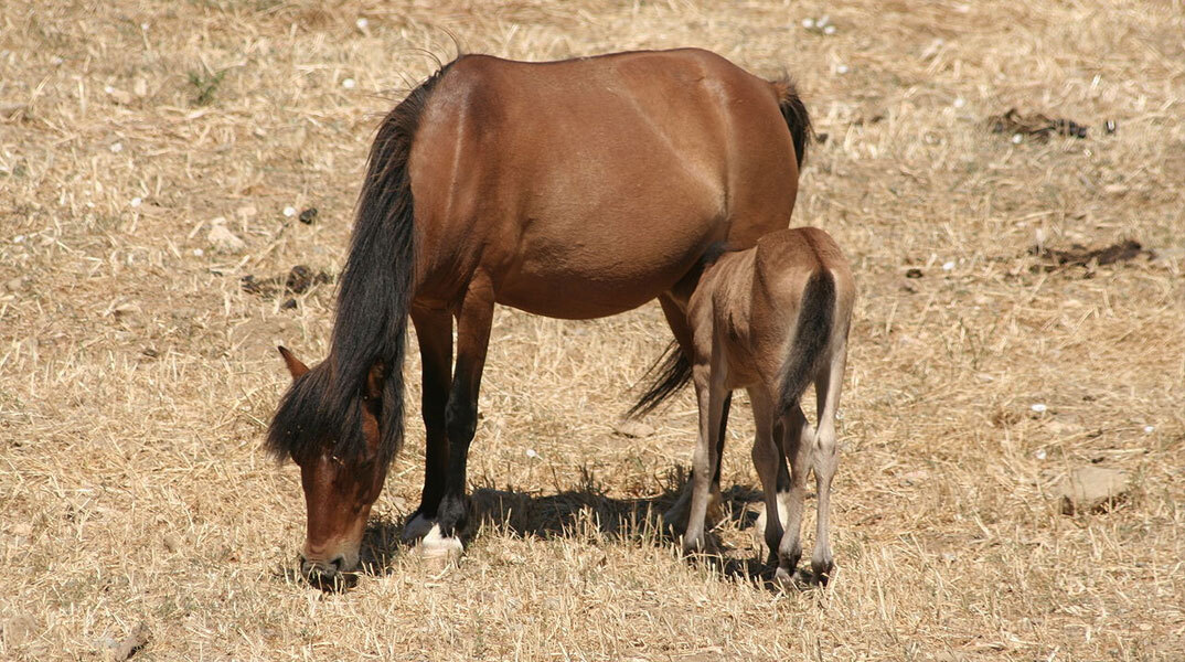 Αναφορές για το αλογάκι της Σκύρου υπάρχουν από την εποχή του Ομήρου