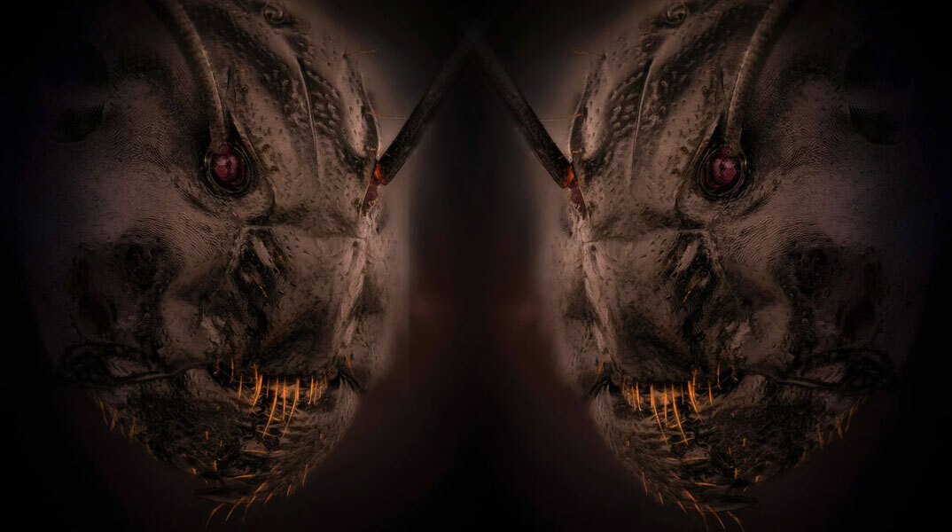 Πώς ένα μυρμήγκι μοιάζει με τέρας μέσα από τον φακό φωτογράφου