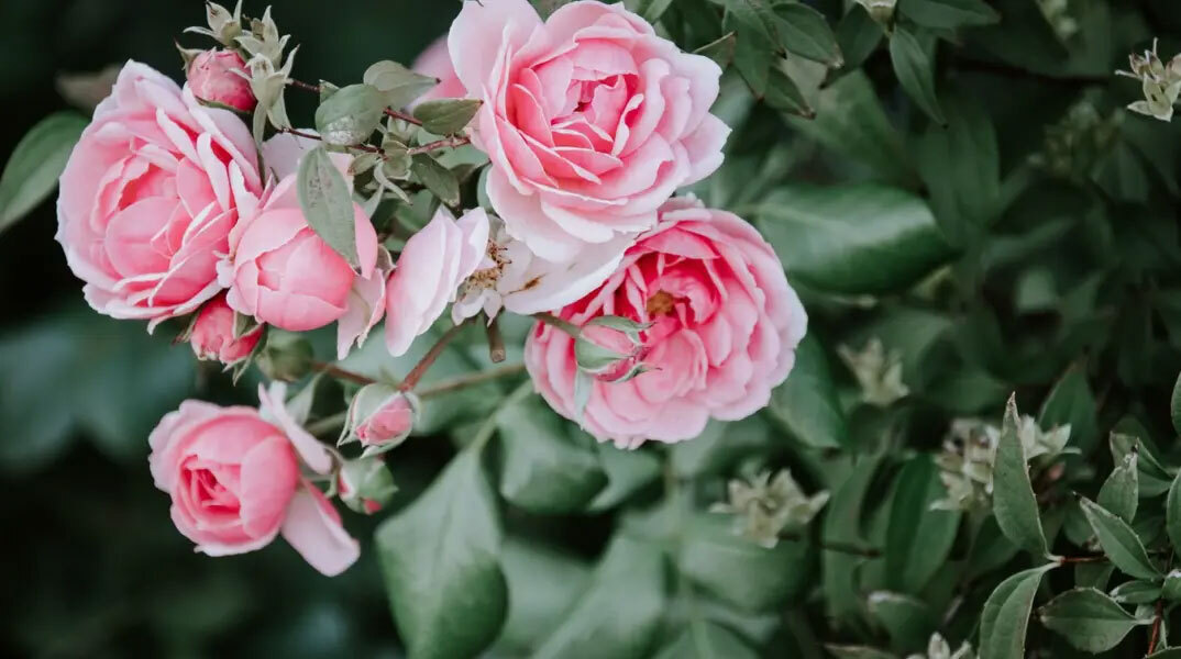 Σήμερα 23 Οκτωβρίου γιορτάζει ο Ιάκωβος