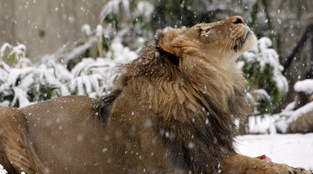  Πέθανε σε ηλικία 17 ετών ο Λουκ , ο «πατριάρχης» των λιονταριών 