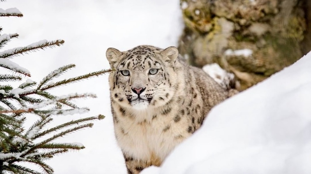 Τα Ηνωμένα Έθνη εκπέμπουν SOS για τη λεοπάρδαλη του χιονιού: Έχουν απομείνει λίγες χιλιάδες