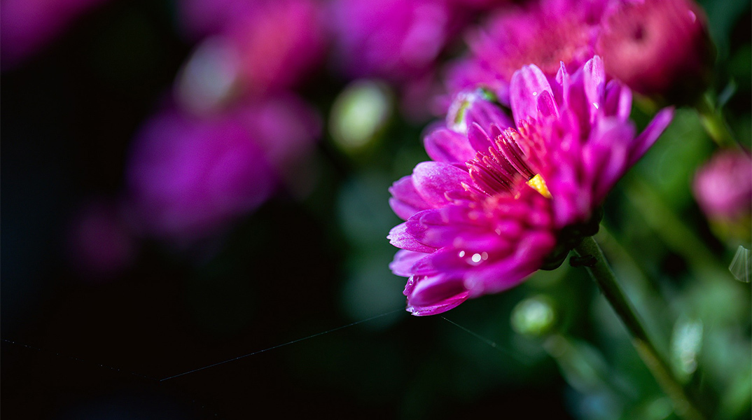 Λουλούδι - γιορτή