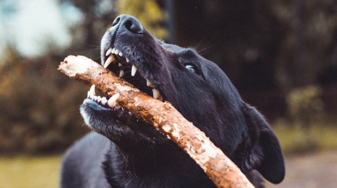 Σκύλος επιτέθηκε και τραυμάτισε 13χρονο στο πρόσωπο (σκληρές εικόνες)